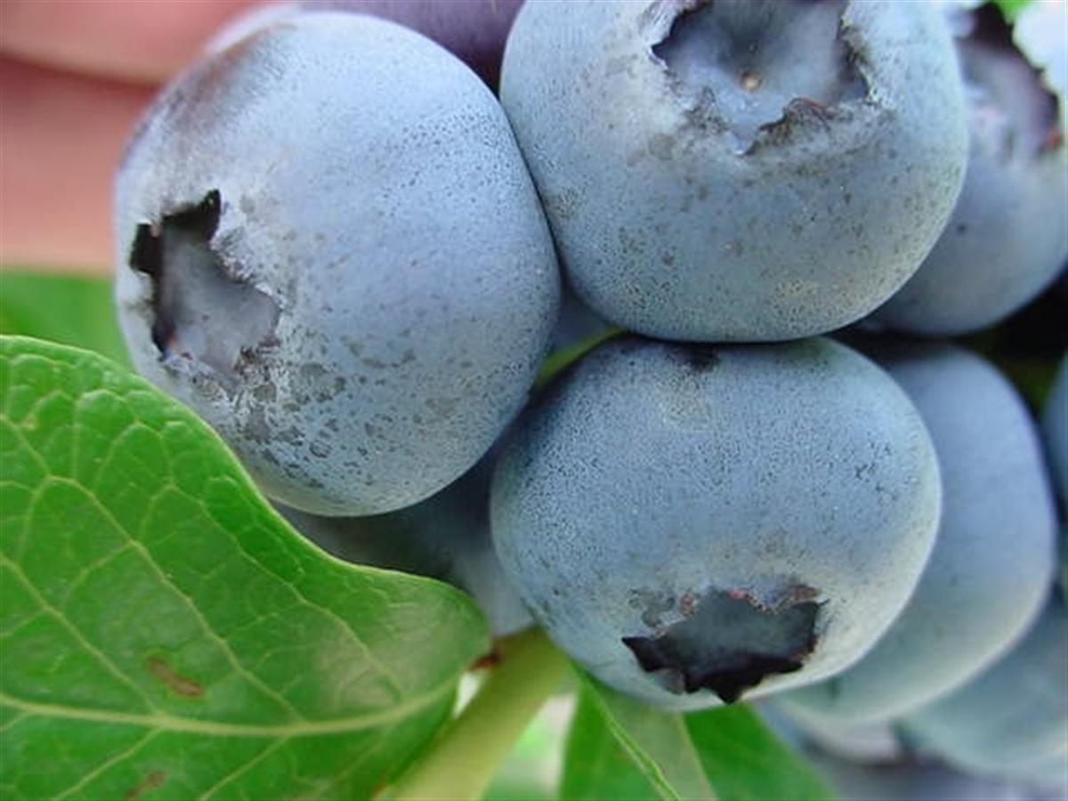 blueberry - North Carolina (Custom).JPG